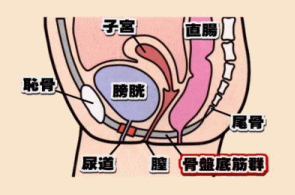 骨盤底筋